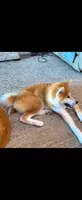 FL Champion bloodlines, a female Japanese Akita for sale in Daytona Beach, FL – 5 of 7