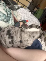 Romeo, a male English Bulldog for sale in Rome, GA – Photo 2 of 4