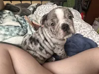 Romeo, a male English Bulldog for sale in Cedar Bluff, AL – Photo 2 of 4