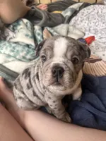 Romeo, a male English Bulldog for sale in Cedar Bluff, AL – Photo 1 of 4