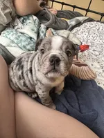 Romeo, a male English Bulldog for sale in Cedar Bluff, AL – Photo 3 of 4