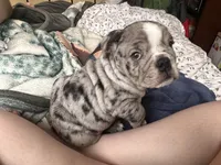 Romeo, a male English Bulldog for sale in Cedar Bluff, AL – Photo 4 of 4