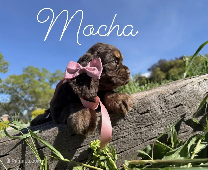 AKC Mocha - Champion lines – Cocker Spaniel puppy for sale in Orem, UT