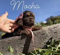 AKC Mocha - Champion lines, a female Cocker Spaniel for sale in Orem, UT – Photo 3 of 4