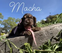 AKC Mocha - Champion lines, a female Cocker Spaniel for sale in Orem, UT – Photo 4 of 4