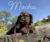 AKC Mocha - Champion lines, a female Cocker Spaniel for sale in Orem, UT – Photo 2 of 4
