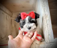 AKC teeny Thor , a male Miniature Schnauzer for sale in Orem, UT – 2 of 5