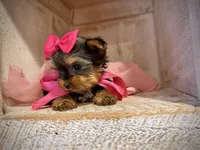 AKC Teeny Bella, a female Yorkshire Terrier for sale in Orem, UT – Photo 4 of 4