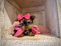 AKC Teeny Bella, a female Yorkshire Terrier for sale in Orem, UT – Photo 2 of 4