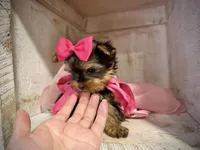 AKC Teeny Bella, a female Yorkshire Terrier for sale in Orem, UT – Photo 3 of 4