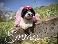 AKC Emma, a female Poodle - Miniature  for sale in Orem, UT – 2 of 3