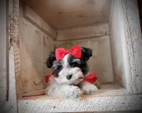 AKC teeny Thor , a male Miniature Schnauzer for sale in Orem, UT – 3 of 5