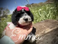 AKC Emma, a female Poodle - Miniature  for sale in Orem, UT – 1 of 3