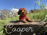 AKC Cooper red poodle, a male Poodle - Miniature  for sale in Orem, UT – 2 of 2
