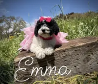 AKC Emma, a female Poodle - Miniature  for sale in Orem, UT – 3 of 3