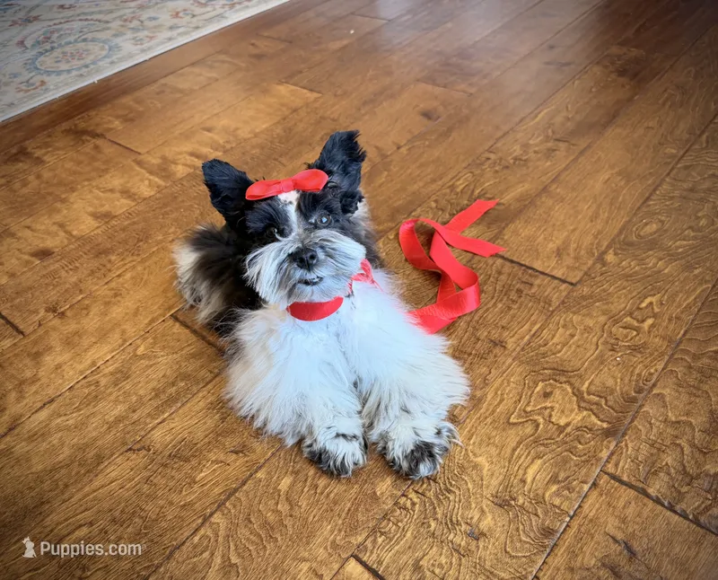 AKC Teeny Oliver – Miniature Schnauzer puppy for sale in Orem, UT
