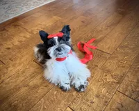 AKC Teeny Oliver, a male Miniature Schnauzer for sale in Orem, UT – 1 of 5