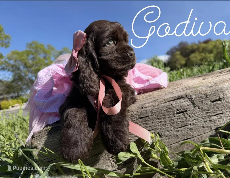 AKC Godiva - Champion lines – Cocker Spaniel puppy for sale in Orem, UT