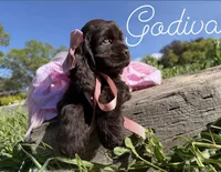 AKC Godiva - Champion lines, a female Cocker Spaniel for sale in Orem, UT – Photo 1 of 4