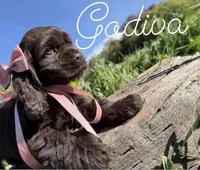AKC Godiva - Champion lines, a female Cocker Spaniel for sale in Orem, UT – Photo 4 of 4