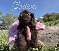 AKC Godiva - Champion lines, a female Cocker Spaniel for sale in Orem, UT – Photo 3 of 4