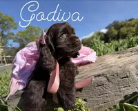 AKC Godiva - Champion lines, a female Cocker Spaniel for sale in Orem, UT – Photo 2 of 4