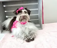 AKC teeny Thor , a male Miniature Schnauzer for sale in Orem, UT – 5 of 5