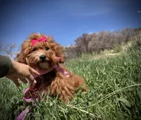 AKC Tomi girl, a female Poodle - Miniature  for sale in Orem, UT – Photo 2 of 5