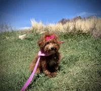 AKC Tomi girl, a female Poodle - Miniature  for sale in Orem, UT – Photo 3 of 5