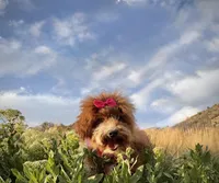 AKC Mika red girl, a female Poodle - Miniature  for sale in Orem, UT – Photo 4 of 6