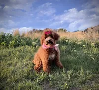 AKC Mika red girl, a female Poodle - Miniature  for sale in Orem, UT – Photo 3 of 6