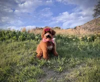 AKC Mika red girl, a female Poodle - Miniature  for sale in Orem, UT – Photo 6 of 6
