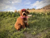 AKC Mika red girl, a female Poodle - Miniature  for sale in Orem, UT – Photo 2 of 6