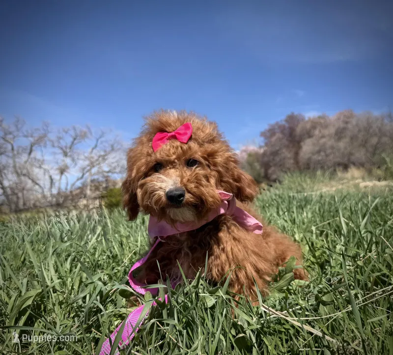 AKC Tomi girl – Poodle - Miniature  puppy for sale in Orem, UT