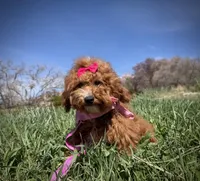 AKC Tomi girl, a female Poodle - Miniature  for sale in Orem, UT – Photo 1 of 5