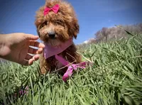 AKC Tomi girl, a female Poodle - Miniature  for sale in Orem, UT – Photo 5 of 5