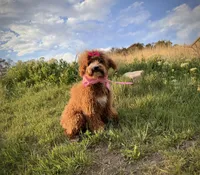 AKC Mika red girl, a female Poodle - Miniature  for sale in Orem, UT – Photo 5 of 6