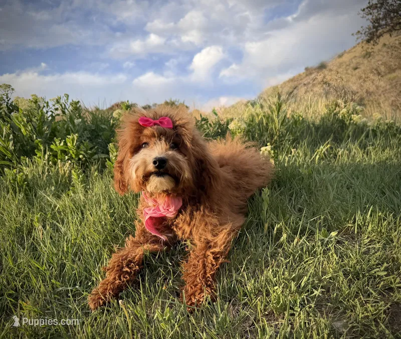 AKC Mika red girl – Poodle - Miniature  puppy for sale in Orem, UT