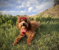 AKC Mika red girl, a female Poodle - Miniature  for sale in Orem, UT – Photo 1 of 6