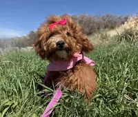 AKC Tomi girl, a female Poodle - Miniature  for sale in Orem, UT – Photo 4 of 5