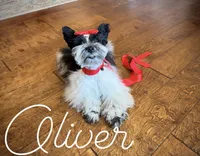 AKC Teeny Oliver, a male Miniature Schnauzer for sale in Orem, UT – 2 of 5