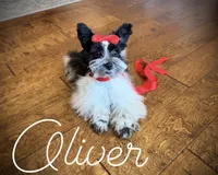 AKC Teeny Oliver, a male Miniature Schnauzer for sale in Orem, UT – 3 of 5