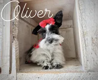 AKC Teeny Oliver, a male Miniature Schnauzer for sale in Orem, UT – 2 of 4