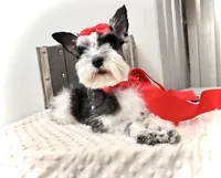 AKC Teeny Oliver, a male Miniature Schnauzer for sale in Orem, UT – 3 of 4