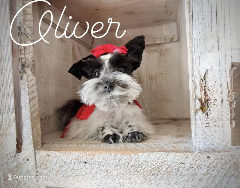 AKC Teeny Oliver – Miniature Schnauzer puppy for sale in Orem, UT