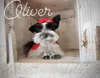AKC Teeny Oliver, a male Miniature Schnauzer for sale in Orem, UT – 1 of 4