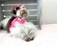 AKC Teeny Oliver, a male Miniature Schnauzer for sale in Orem, UT – 4 of 4