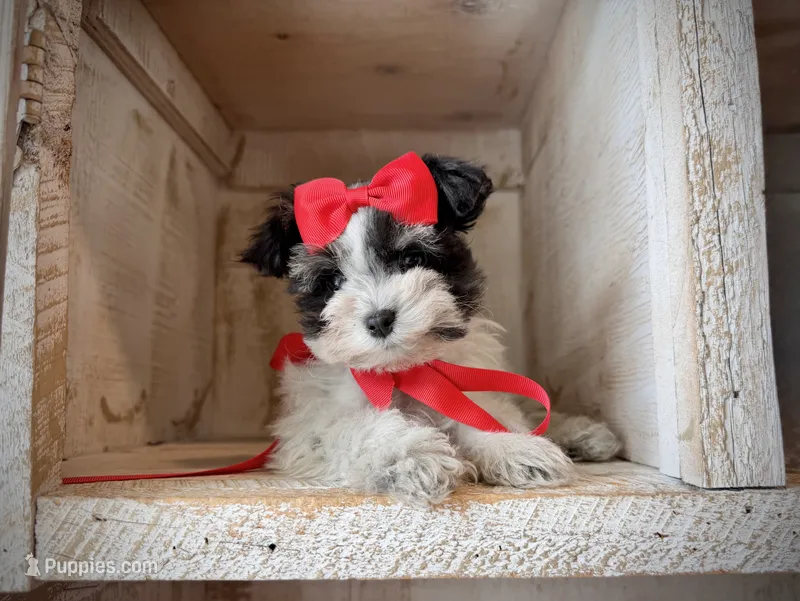AKC teeny Thor  – Miniature Schnauzer puppy for sale in Orem, UT