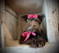 AKC Emmie, a female Miniature Schnauzer for sale in Orem, UT – Photo 4 of 6