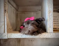 AKC Emmie, a female Miniature Schnauzer for sale in Orem, UT – Photo 5 of 6